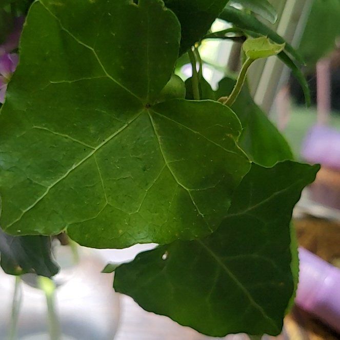 Photo of the plant species Hedera Hibernica by @TeasTrees named Lola on Greg, the plant care app