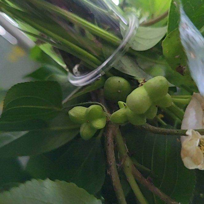 Photo of the plant species Crossberry by @TeasTrees named Miley on Greg, the plant care app