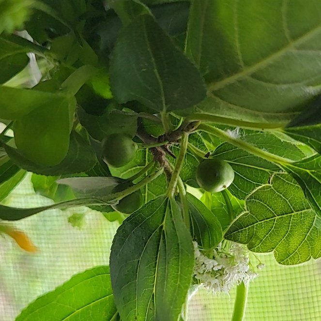 Photo of the plant species Buckthorn by @TeasTrees named Stella on Greg, the plant care app