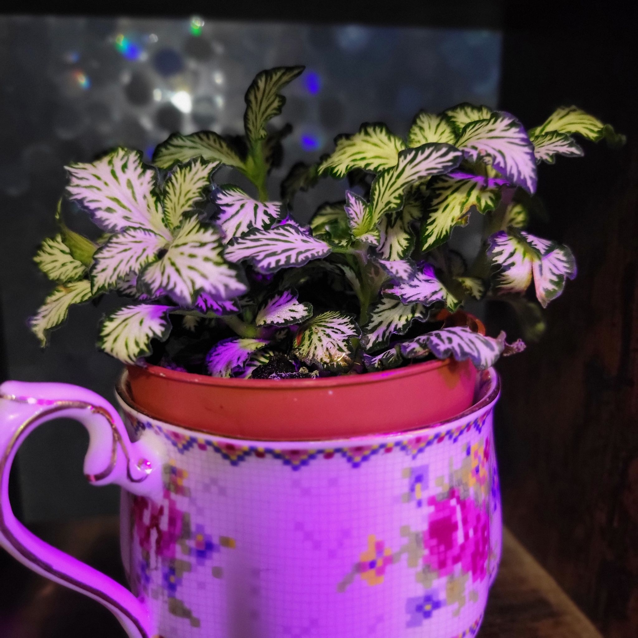 Photo of the plant species Fittonia 'Silver' by @TeasTrees named Krithp on Greg, the plant care app