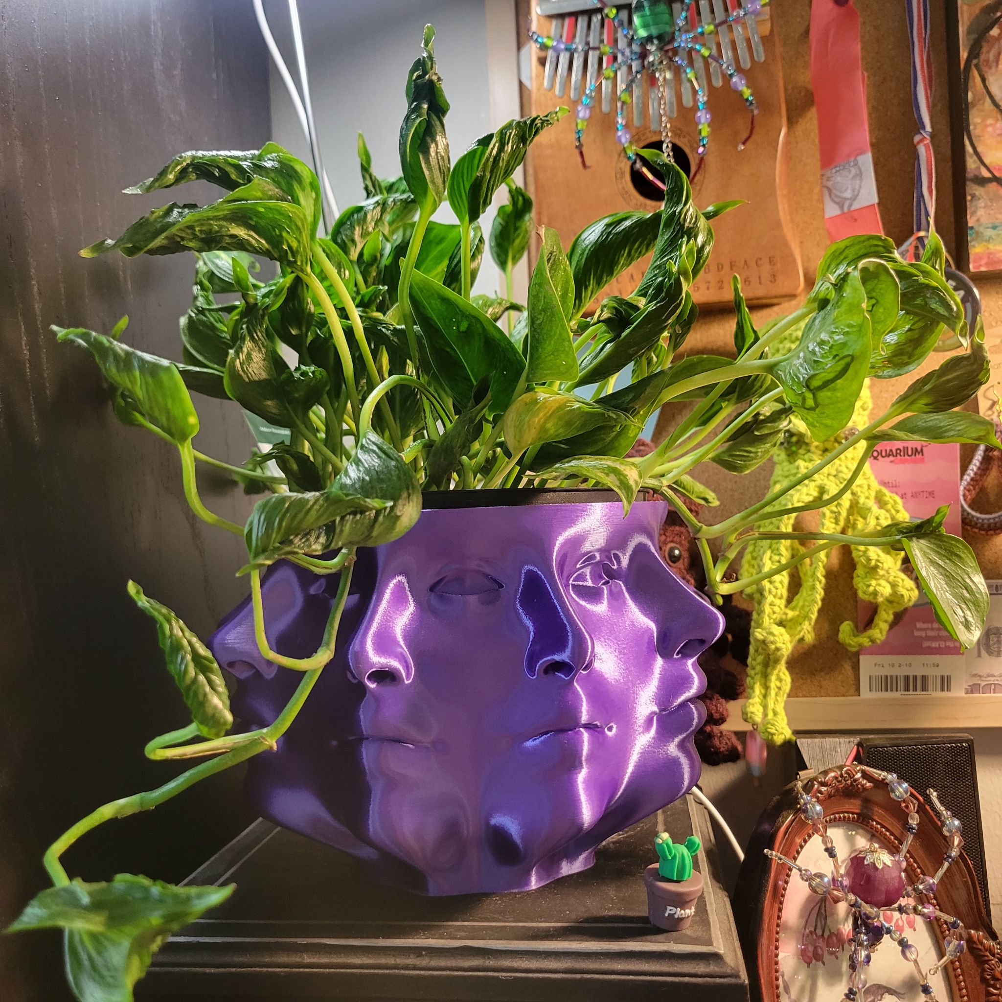 Photo of the plant species Epipremnum 'Shangri-La' by @TeasTrees named Speench on Greg, the plant care app