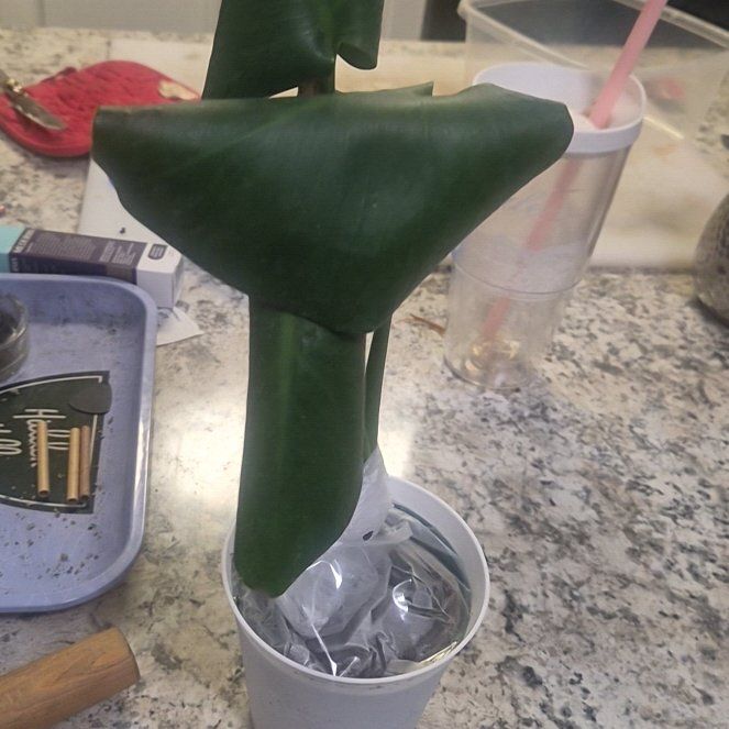 Photo of the plant species Monstera deliciosa 'Bulbosaur' by @ZealGonolobus25 named Nemo on Greg, the plant care app