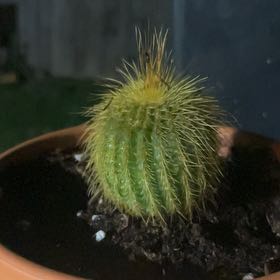 Photo of the plant species Notocactus leninghausii by @StrongLithop2 named Blondie on Greg, the plant care app