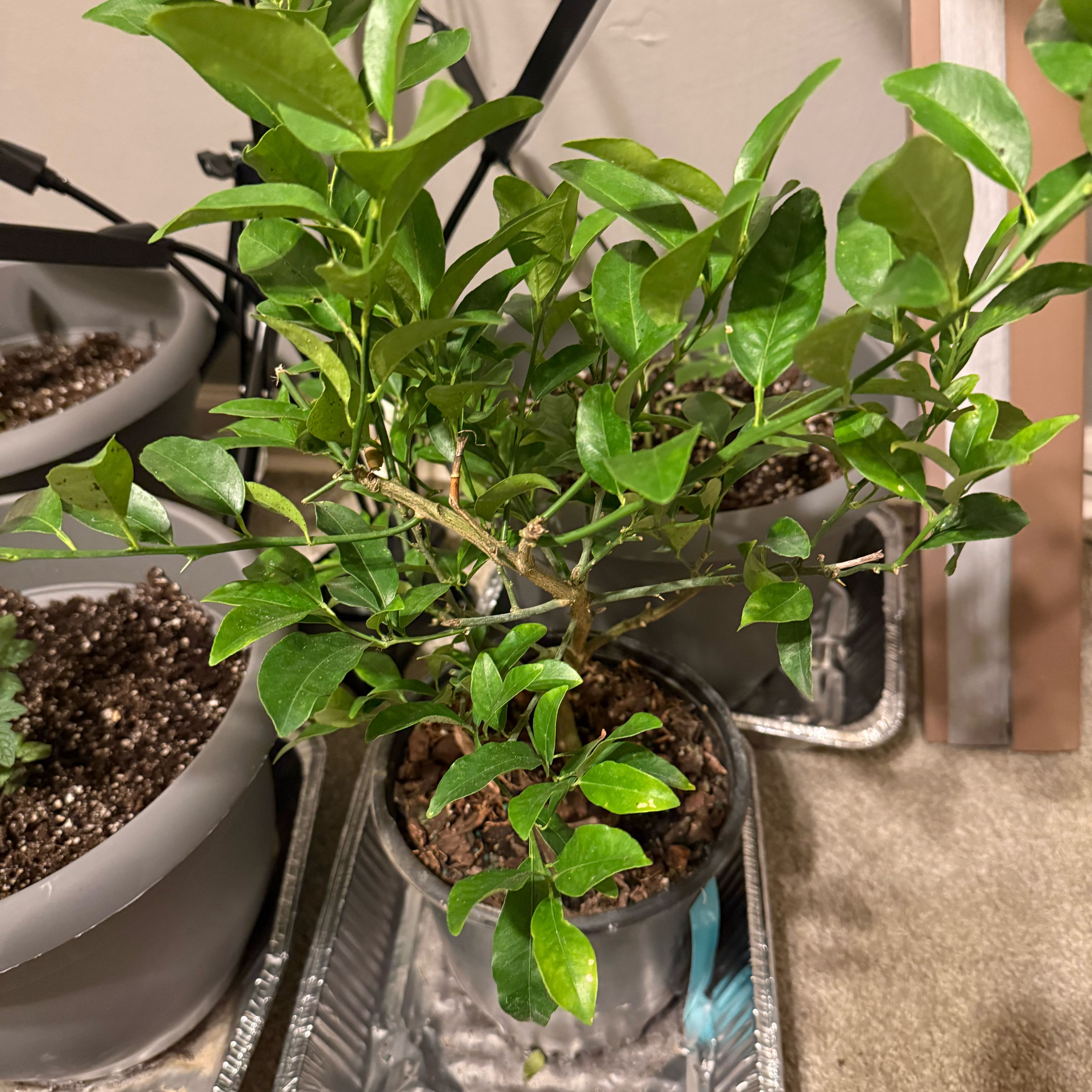 Photo of the plant species Key Lime Tree by @YesAgboy74 named Aria on Greg, the plant care app