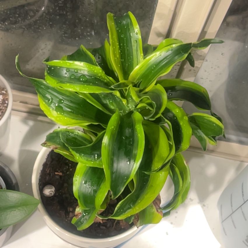 Photo of the plant species Dracaena Dorado by @SterlingMahoe73 named Tornado on Greg, the plant care app
