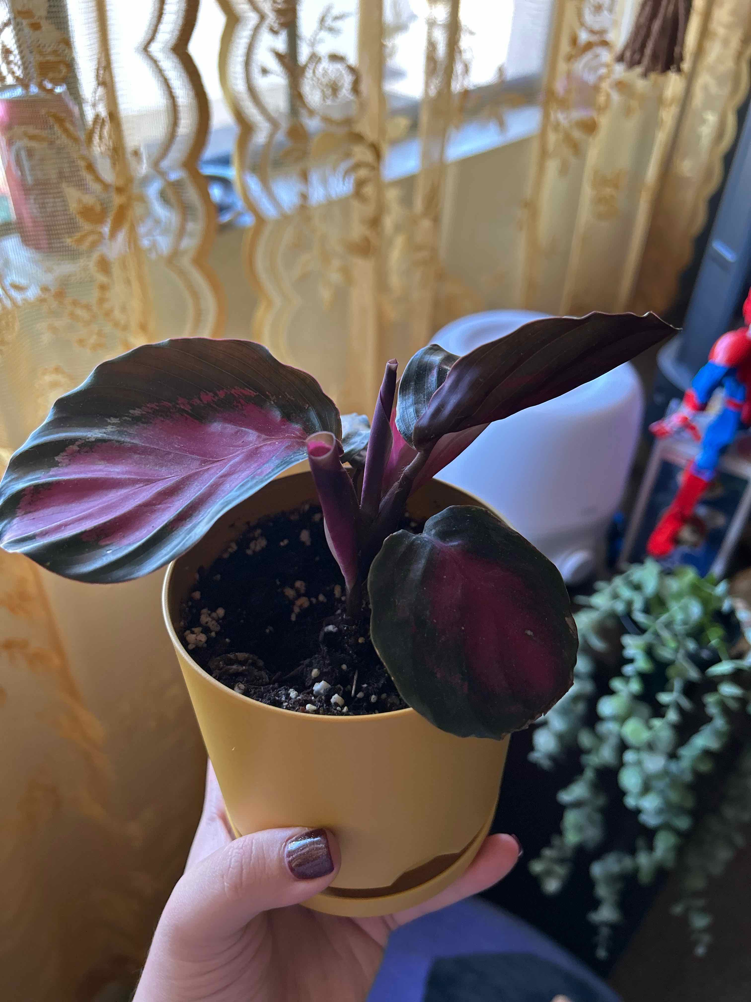 Photo of the plant species calathea rosy by @iheartmyplants named Rosie on Greg, the plant care app