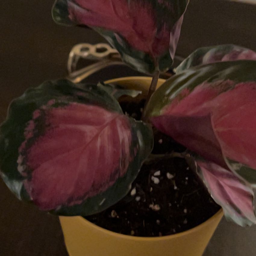 Photo of the plant species calathea rosy by @GemLionsear63 named Rosie on Greg, the plant care app