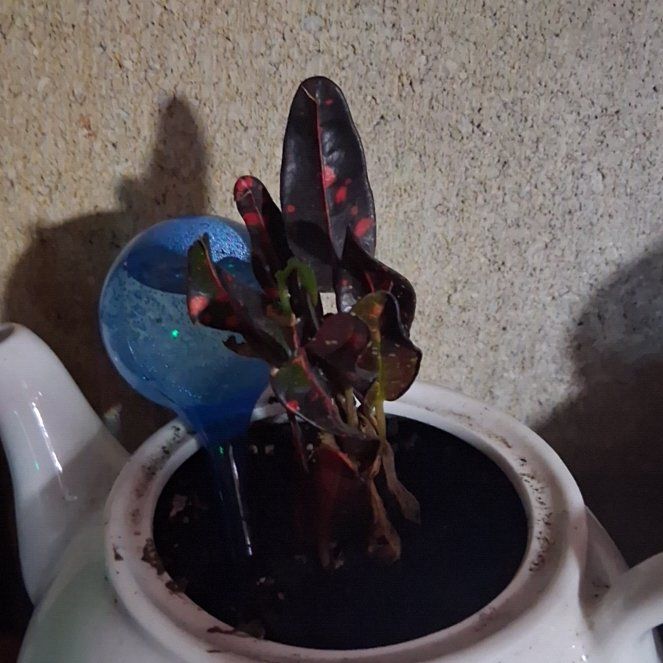 Photo of the plant species Mammy Croton by @RyanGo1769 named Carl on Greg, the plant care app