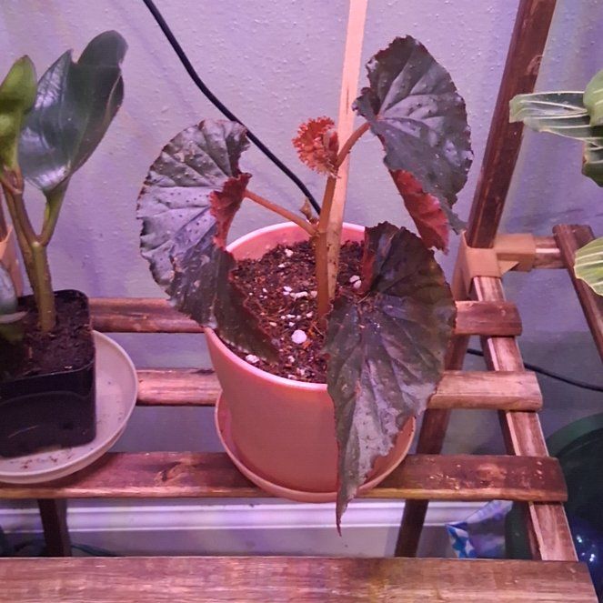 Photo of the plant species Black Magic by @RyanGo1769 named Prof. Snape on Greg, the plant care app