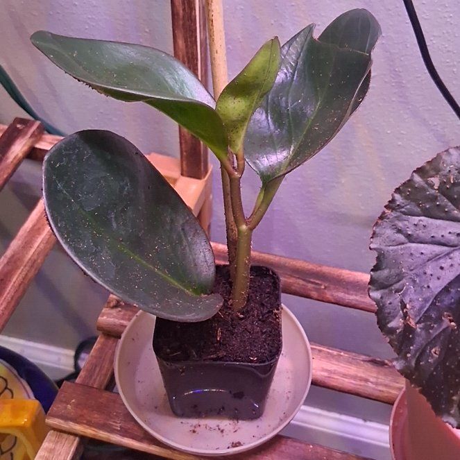 Photo of the plant species Peperomia Red Edge by @RyanGo named Redd on Greg, the plant care app