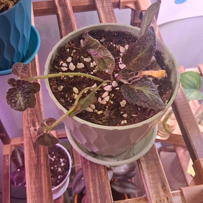 Photo of the plant species Episcia 'Gray Lady' by @RyanGo1769 named Xena on Greg, the plant care app