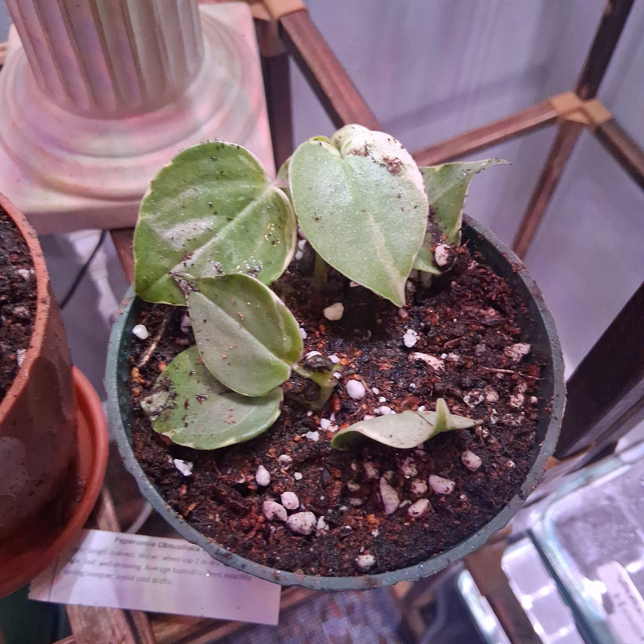 Photo of the plant species Variegated Cupid's Plant by @RyanGo1769 named Eros on Greg, the plant care app
