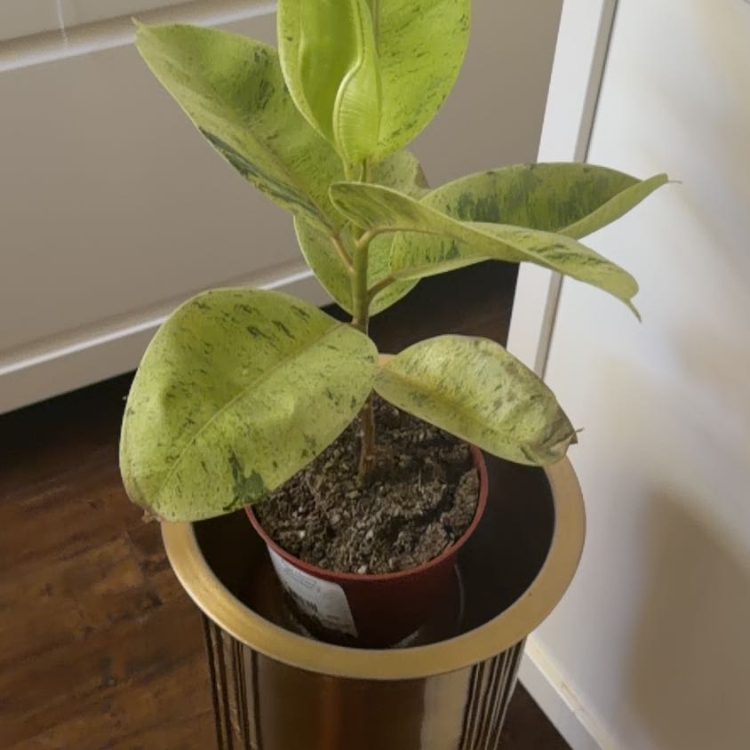 Photo of the plant species Ficus Shivereana by @DiverseGoatweed named McKinley on Greg, the plant care app
