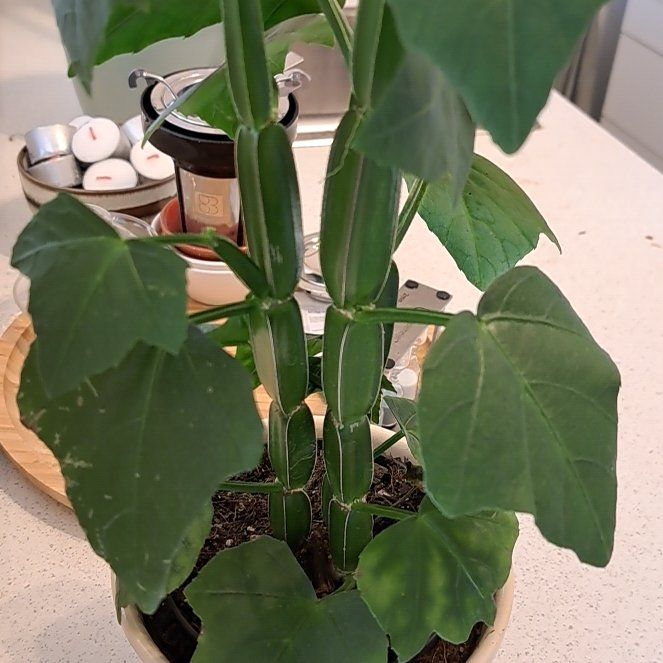 Photo of the plant species Adamant Creeper by @CuteSalsify9 named Velddruif on Greg, the plant care app