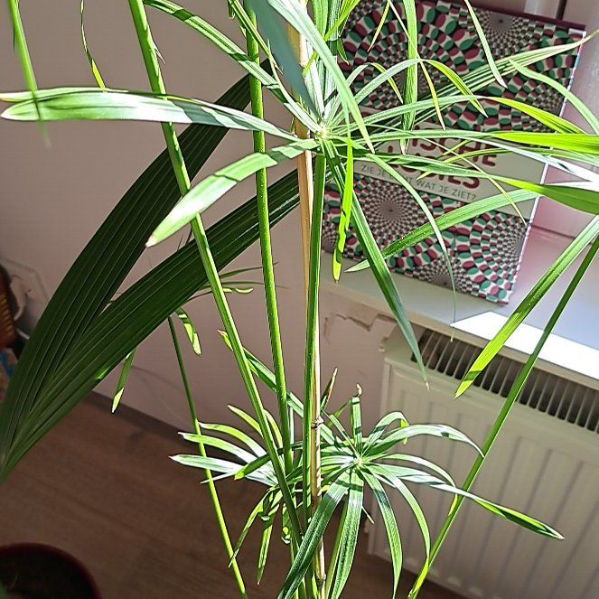 Photo of the plant species Cyperus Alternifolius by @CuteSalsify9 named Papyrusplant on Greg, the plant care app