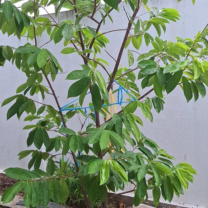 Photo of the plant species Soursop by @AnewCactus0 named Robert Plant on Greg, the plant care app