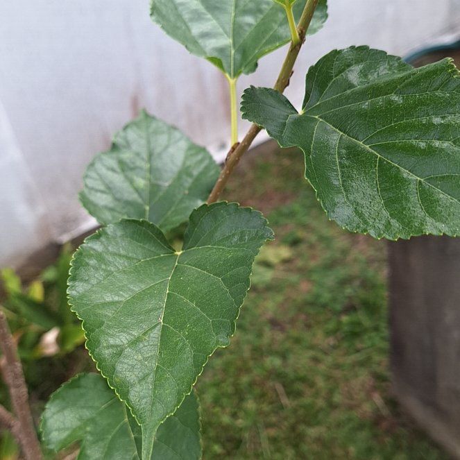 Photo of the plant species White Mulberry by @AnewCactus0 named Cleopatra on Greg, the plant care app