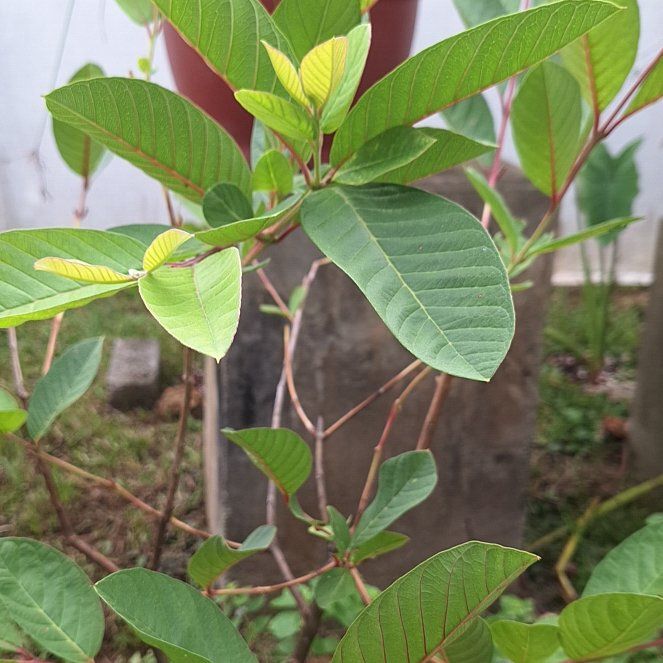 Photo of the plant species Guava Tree by @AnewCactus0 named Keanu Leaves on Greg, the plant care app