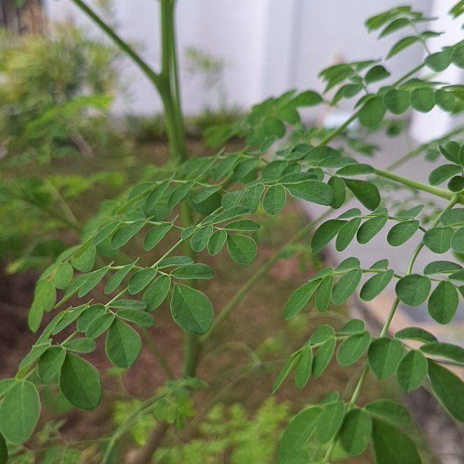 Photo of the plant species Benzoil Tree by @AnewCactus0 named Gregarious on Greg, the plant care app