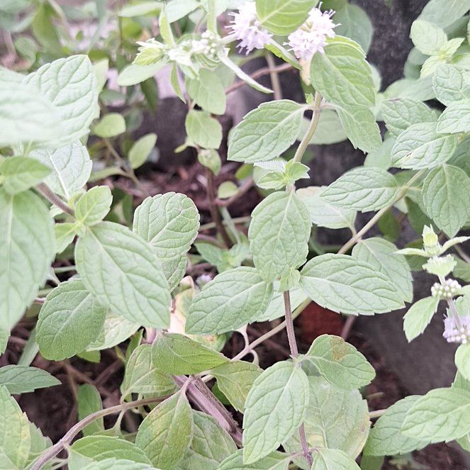 Photo of the plant species Mint by @AnewCactus0 named McKinley on Greg, the plant care app