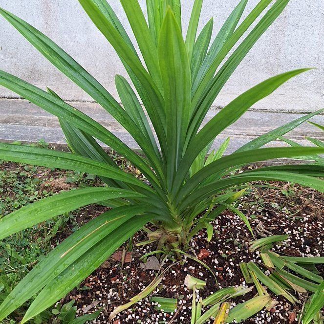 Photo of the plant species Screw Pine by @AnewCactus0 named Gaga on Greg, the plant care app