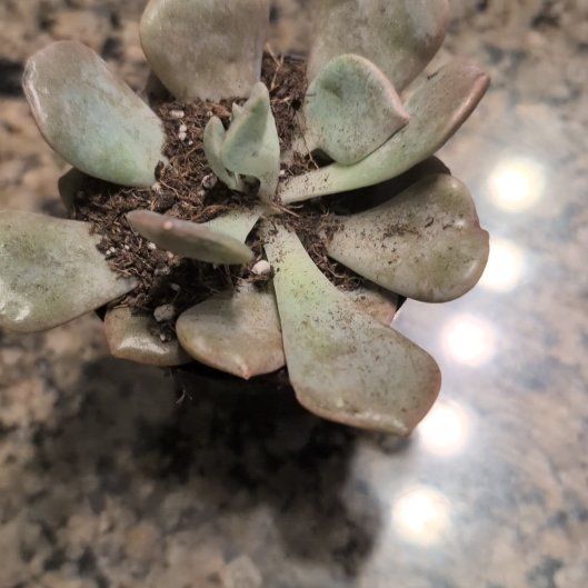 Photo of the plant species Andromischus Triflorus by @CertainSalsa6 named Sherlock on Greg, the plant care app