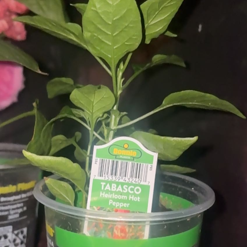 Photo of the plant species Capsicum Frutescens by @DecorousTawa31 named Tabaca on Greg, the plant care app