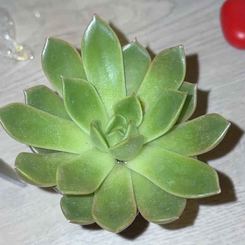 Photo of the plant species Echeveria 'Mira' by @NimblePlanty55 named Zeus on Greg, the plant care app