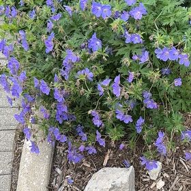 Photo of the plant species Meadow Geranium by @BigtimeGinger20 named Tupot amaroot on Greg, the plant care app