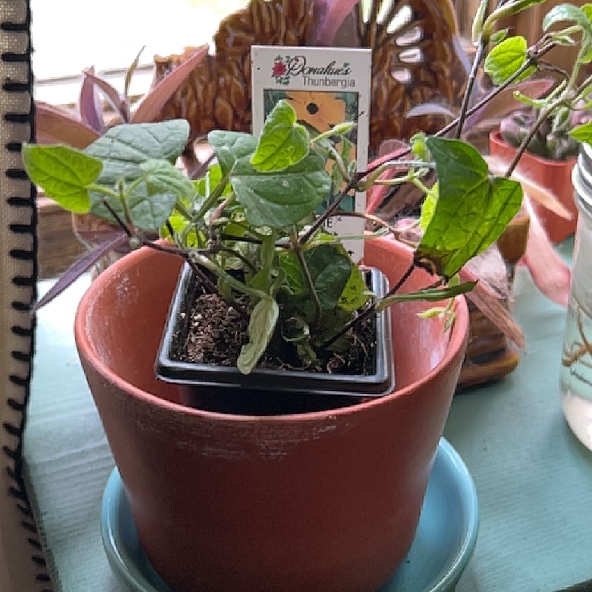 Photo of the plant species Thunbergia 'Lisa' by @RealDogrose96 named Homer on Greg, the plant care app
