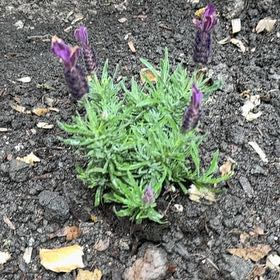 Photo of the plant species Spanish Lavender 'Sanne' by @SkilledKaramu90 named Drake on Greg, the plant care app