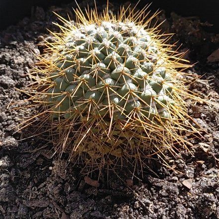 Photo of the plant species Mammillaria Polythele by @MaMaLuvsPlants named Athena on Greg, the plant care app