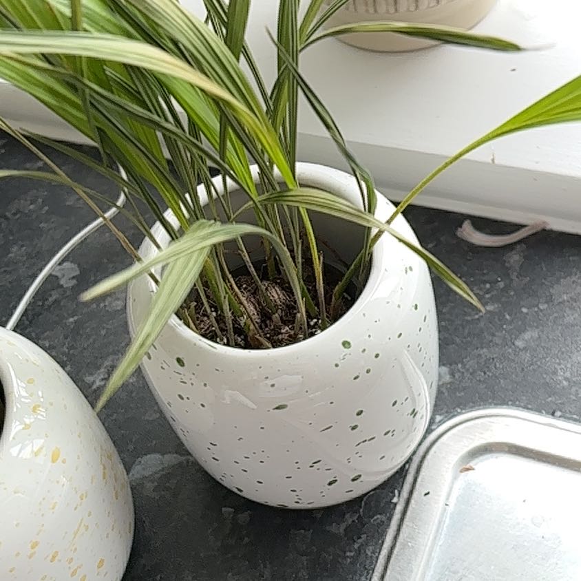 Photo of the plant species Lemon Grass by @TruePeanut67 named Apollo on Greg, the plant care app