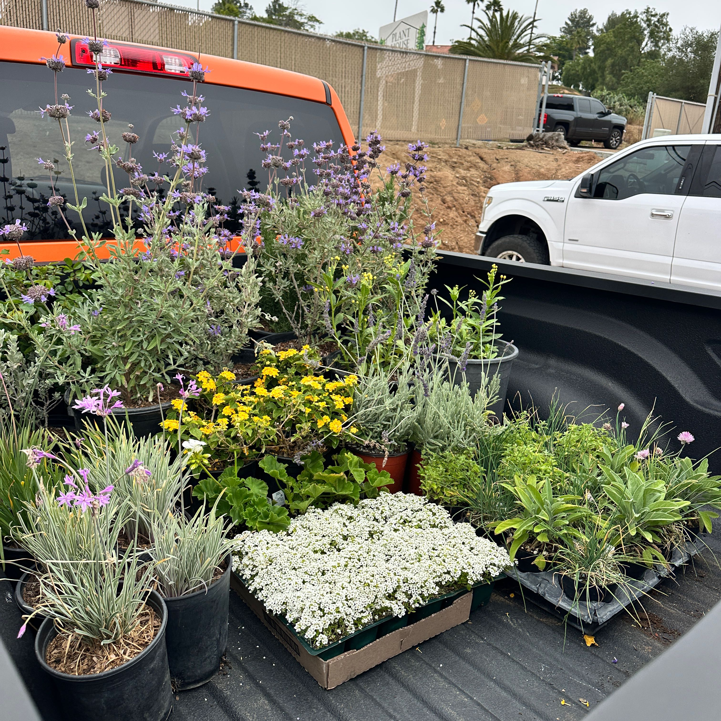 Photo of the plant species Butterfly Bush by @HotSalad30 named Orlando Bloom on Greg, the plant care app