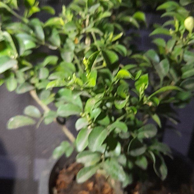 Photo of the plant species Box-Leaved Holly by @VastHautree34 named Winston on Greg, the plant care app