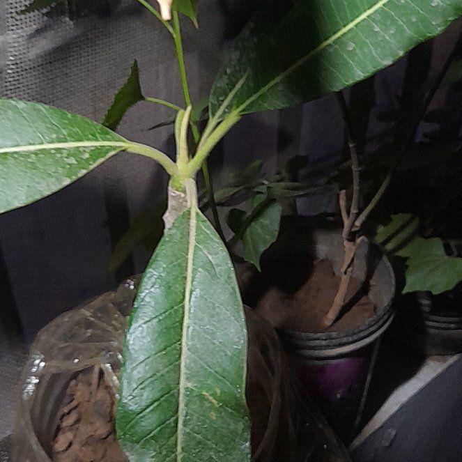 Photo of the plant species Singapore Graveyard Flower by @VastHautree34 named Kardashian on Greg, the plant care app