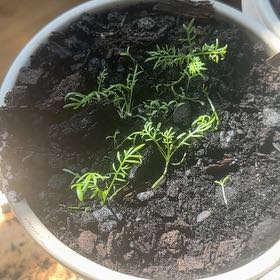 Photo of the plant species Chamomile by @YesWharangi85 named Gates on Greg, the plant care app