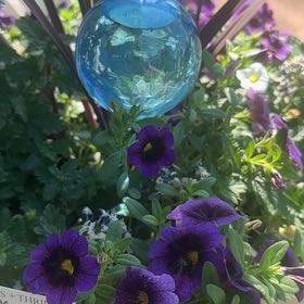 Photo of the plant species Superbells White by @YesWharangi85 named Austen on Greg, the plant care app