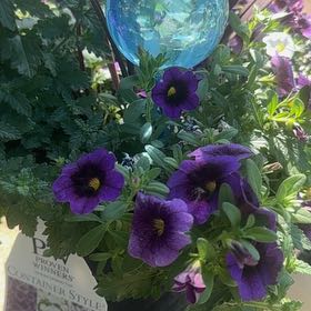Photo of the plant species Superbells Grape Punch Calibrachoa by @YesWharangi85 named Walt on Greg, the plant care app