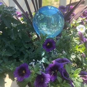 Photo of the plant species Verbena 'Superbena Sparkling Amethyst' by @YesWharangi85 named Naomi on Greg, the plant care app