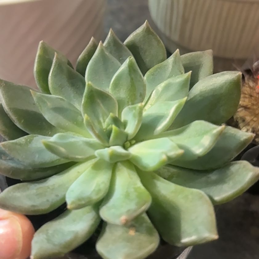 Photo of the plant species Sedeveria 'Dark Elf' by @YesWharangi85 named Miley on Greg, the plant care app