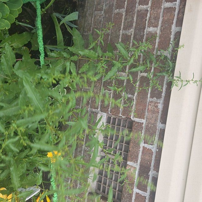 Photo of the plant species Oil Lettuce by @PeppyPrasium95 named Hamilton on Greg, the plant care app