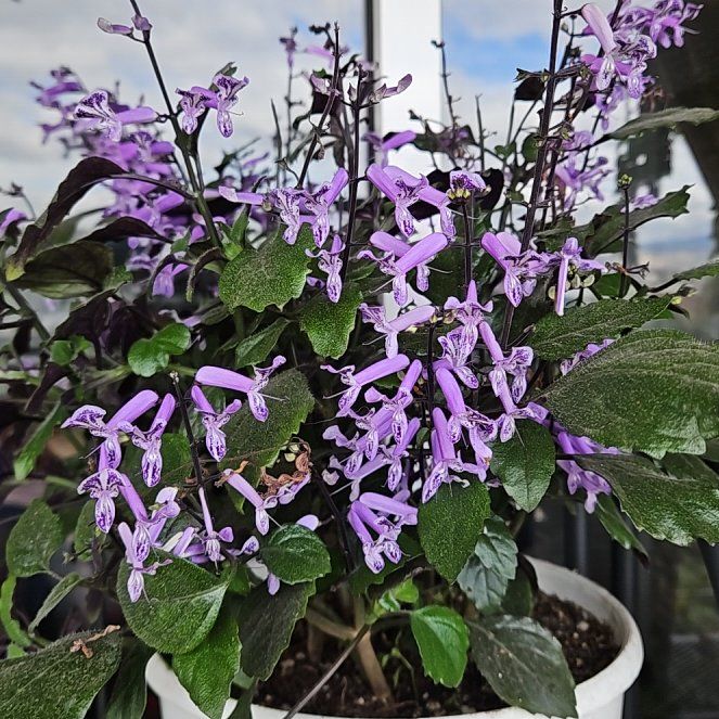 Photo of the plant species Plectranthus ecklonii by @Germinario named Winston on Greg, the plant care app