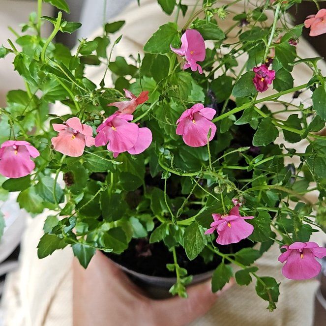 Photo of the plant species Diascia barberae by @Germinario named Mochi on Greg, the plant care app