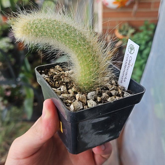Photo of the plant species Monkey's Tail Cactus by @Germinario named Willow on Greg, the plant care app