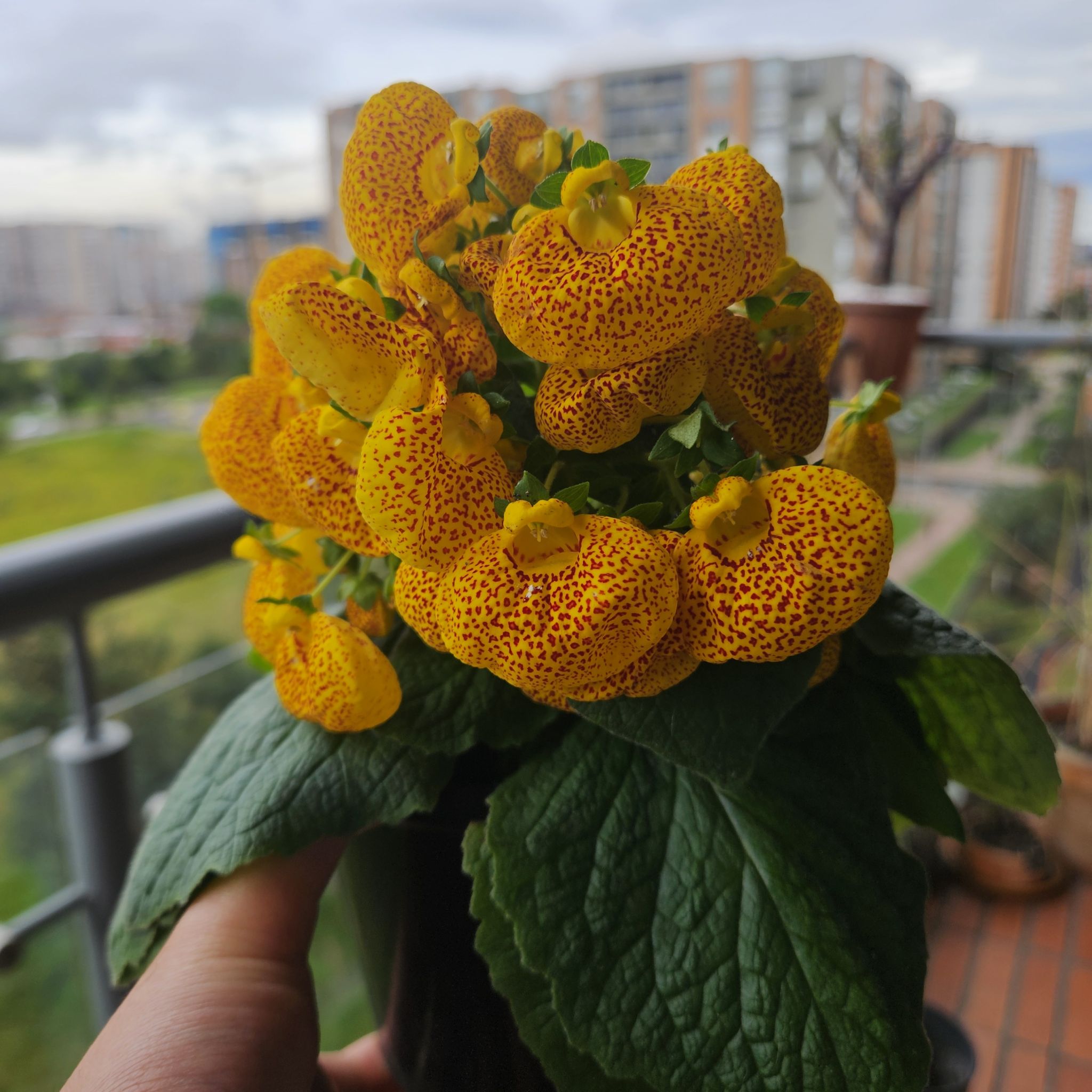 Photo of the plant species Calceolaria alba by @Germinario named Calceolaria on Greg, the plant care app