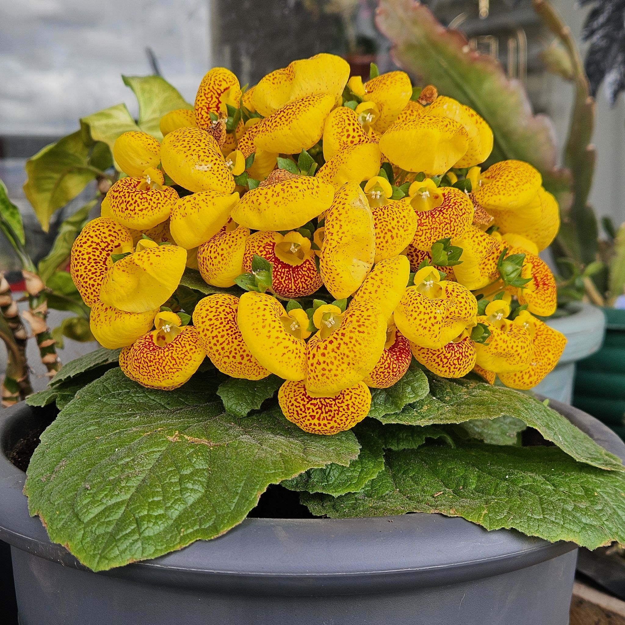 Photo of the plant species Calceolaria alba by @Germinario named Calceolaria on Greg, the plant care app