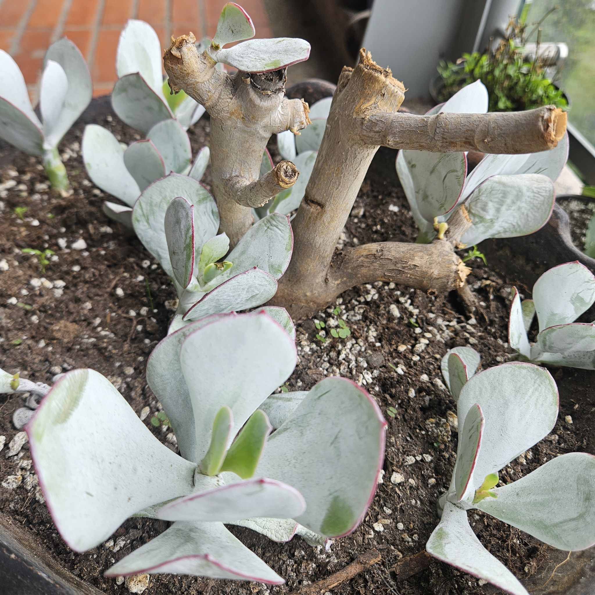Photo of the plant species Pig's Ear by @Germinario named Pig's Ear on Greg, the plant care app
