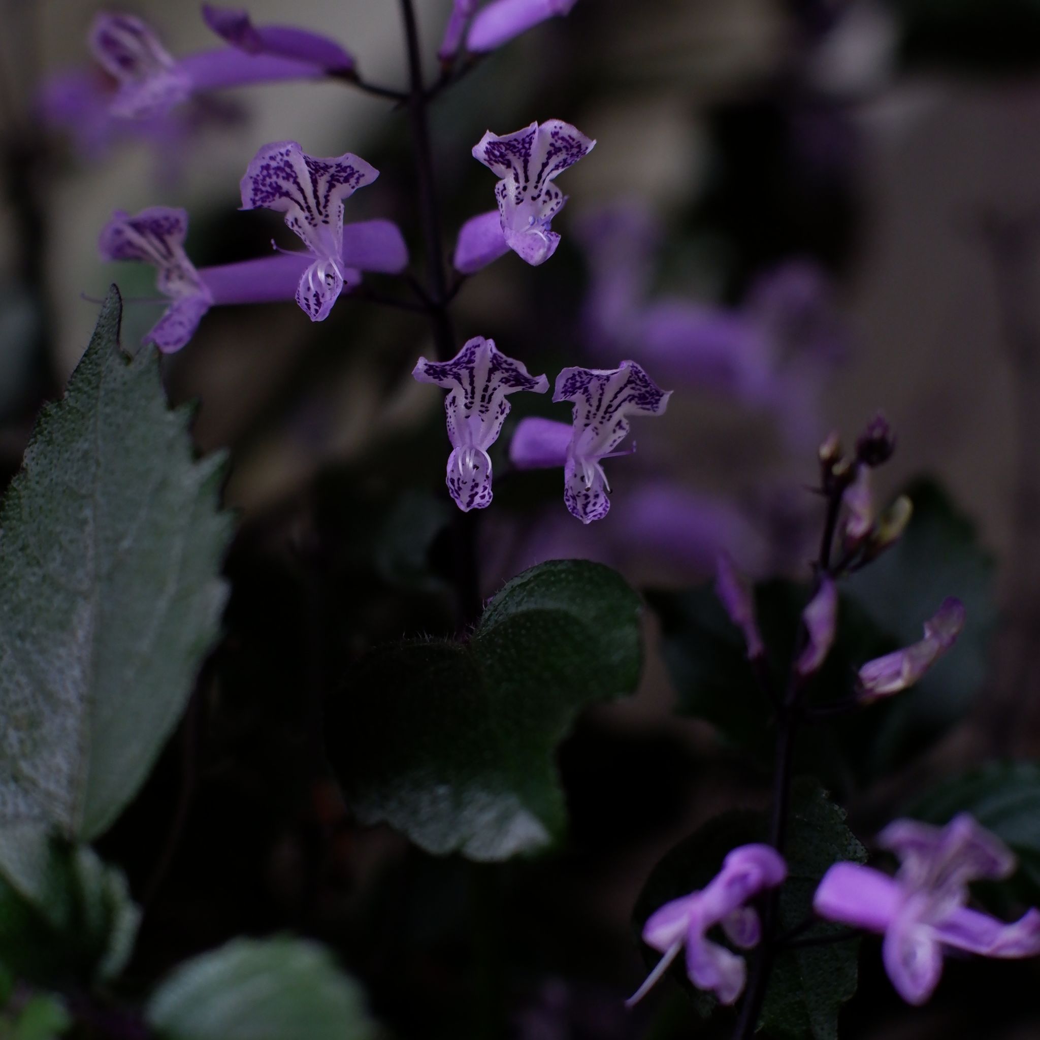 Photo of the plant species Plectranthus ecklonii by @Germinario named Winston on Greg, the plant care app