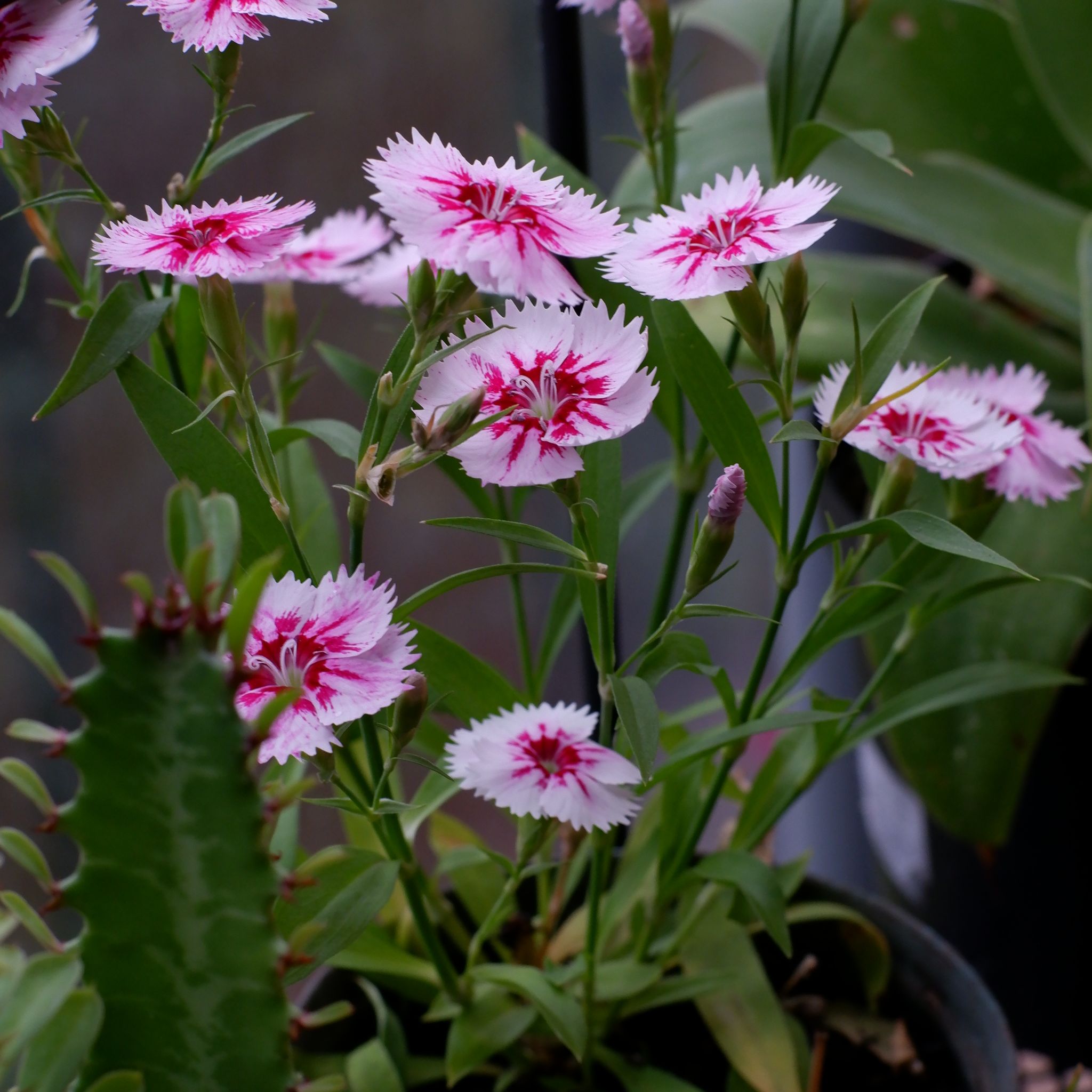 Photo of the plant species Sweet William by @Germinario named Bieber on Greg, the plant care app